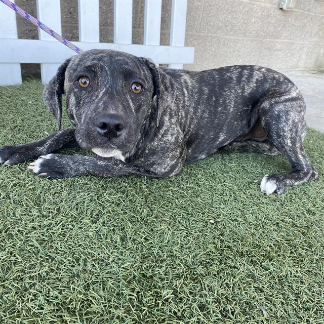 Adoptable Dog