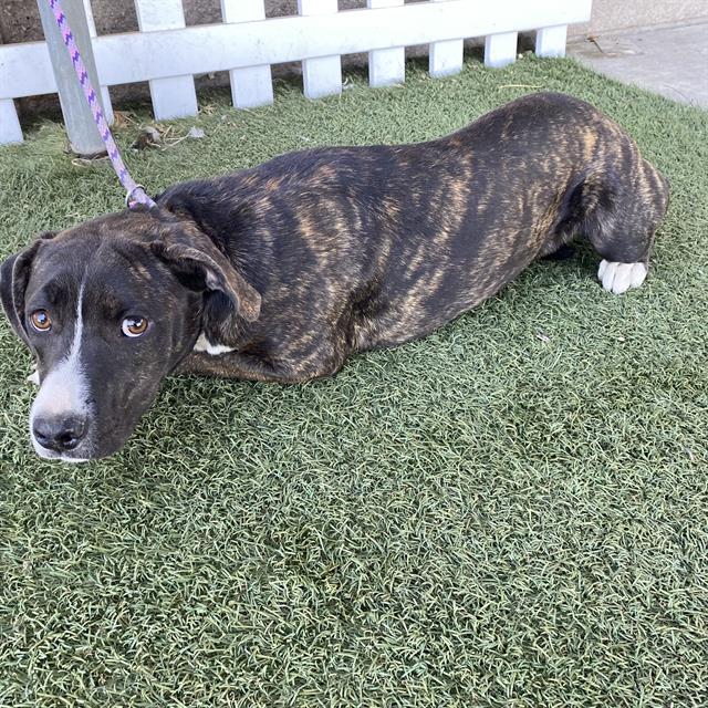 Adoptable Dog