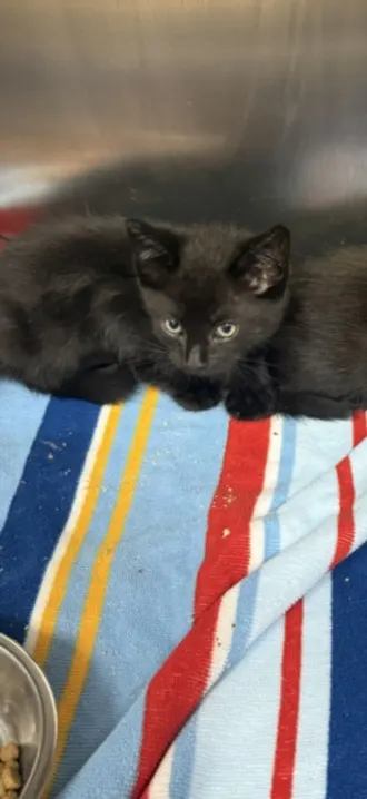 Adoptable Cat