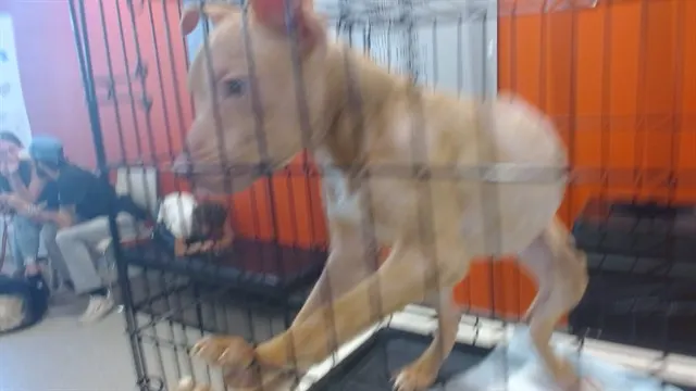 Adoptable Dog