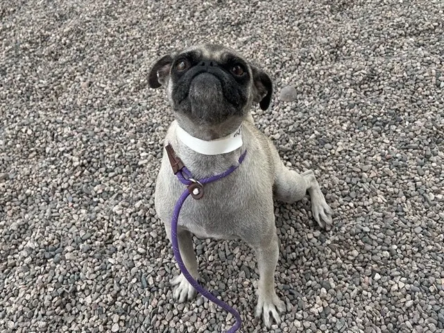 Eloise