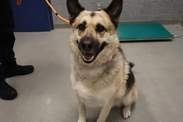 Adoptable Dog
