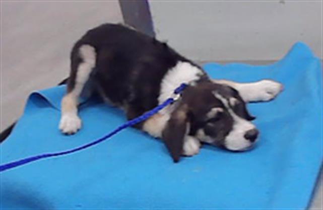 Adoptable Dog