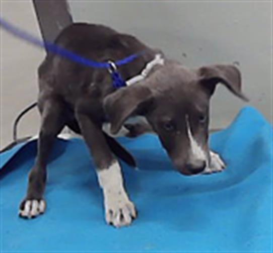 Adoptable Dog