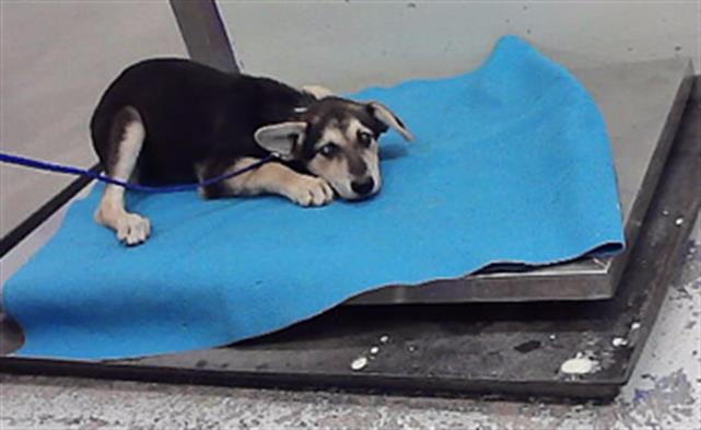 Adoptable Dog