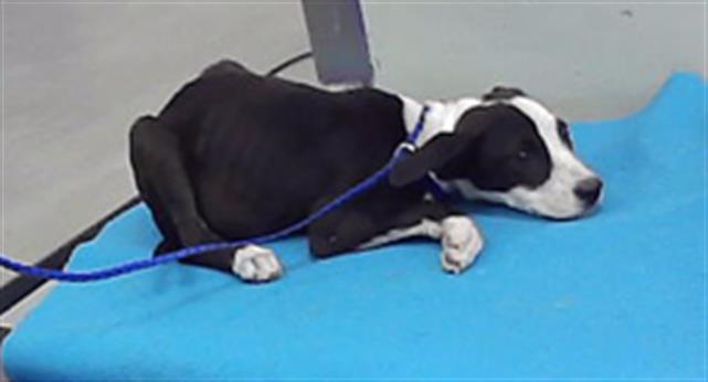 Adoptable Dog