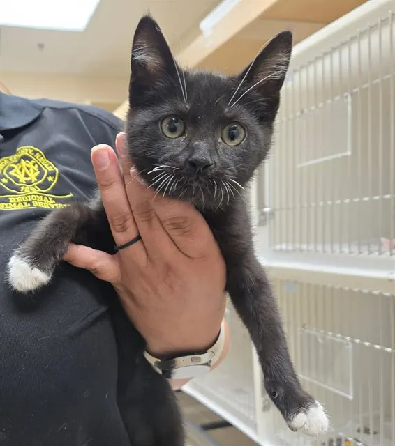 Adoptable Cat