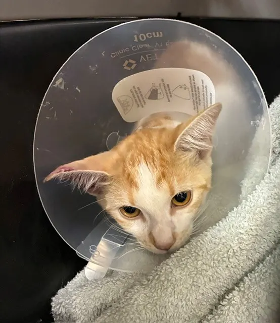 Adoptable Cat