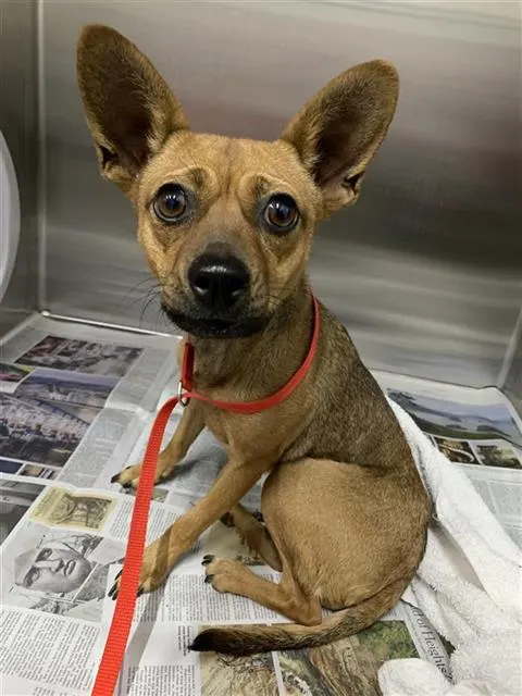 Adoptable Dog