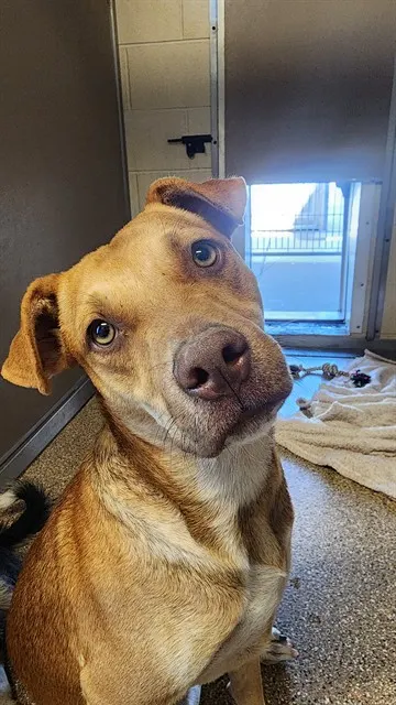 Biscuit