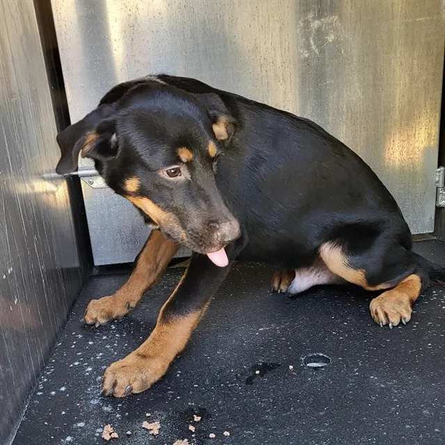 Adoptable Dog