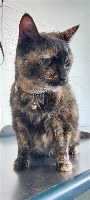 Mitsy