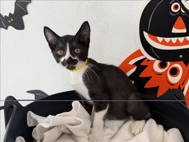 Adoptable Cat