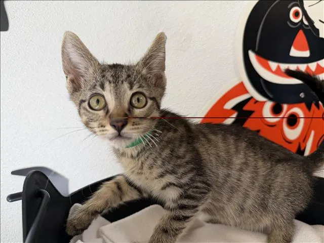Adoptable Cat