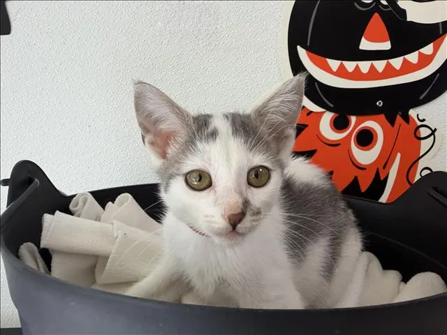 Adoptable Cat