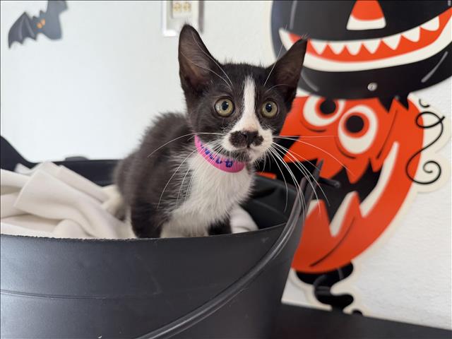 Adoptable Cat