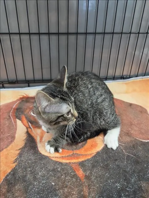 Adoptable Cat