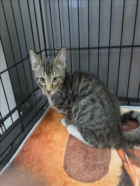 Adoptable Cat