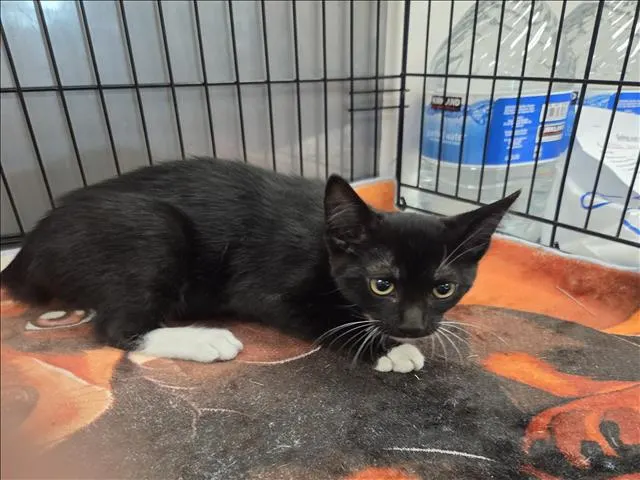 Adoptable Cat