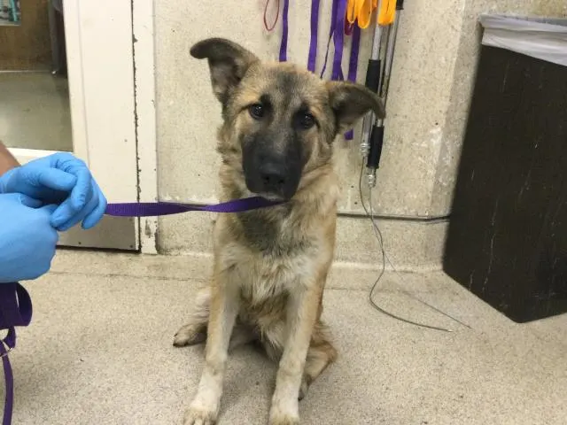Stella