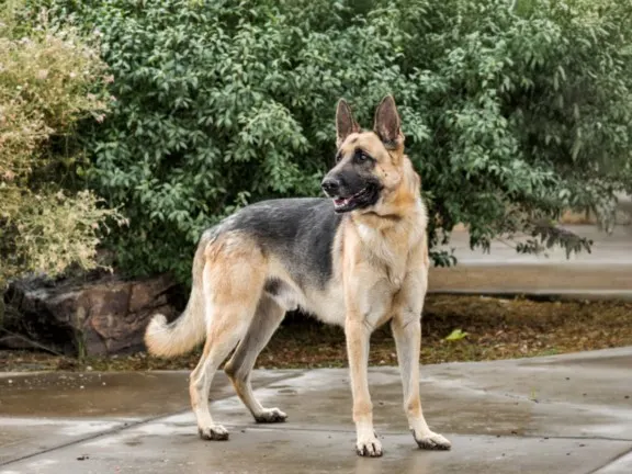 Rex