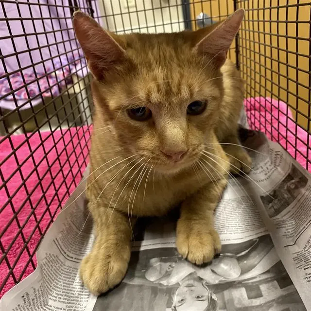 Adoptable Cat