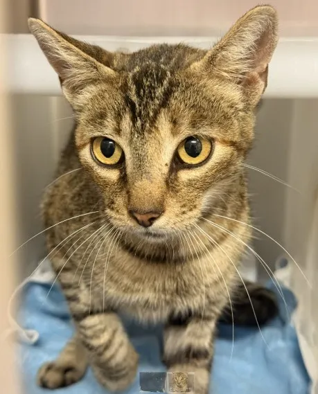 Tnr