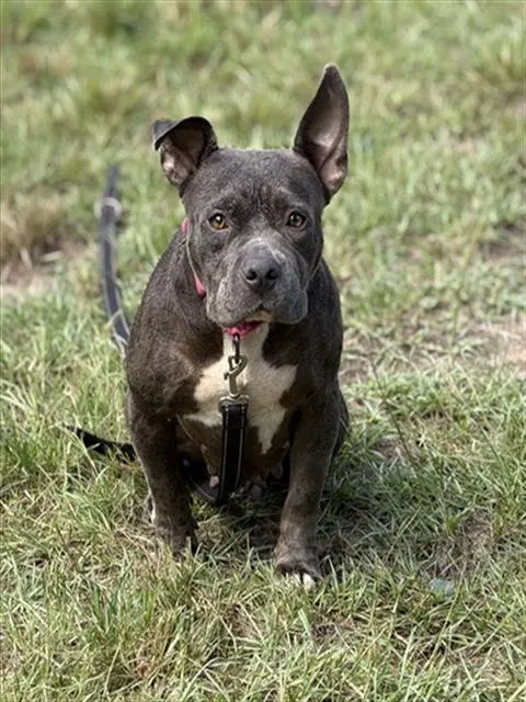 Annie