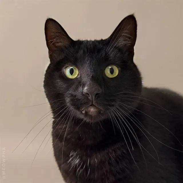 Onyx