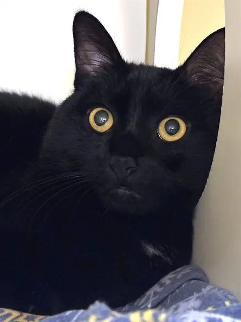 Panther