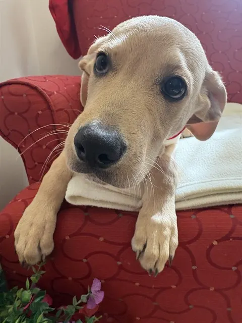 Brinkley