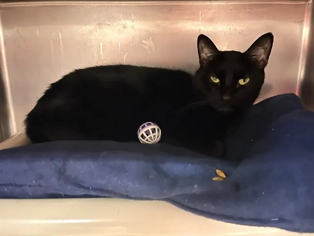 Salem