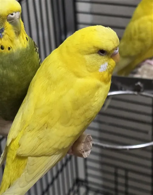 Animal
