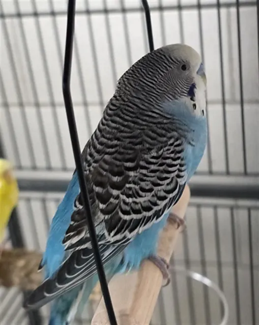 Sam Eagle