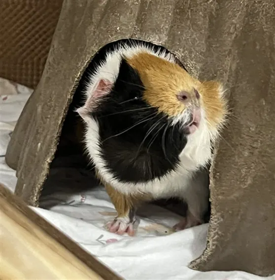 Hazel