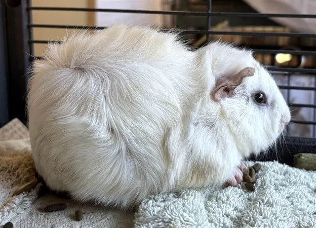Crouton