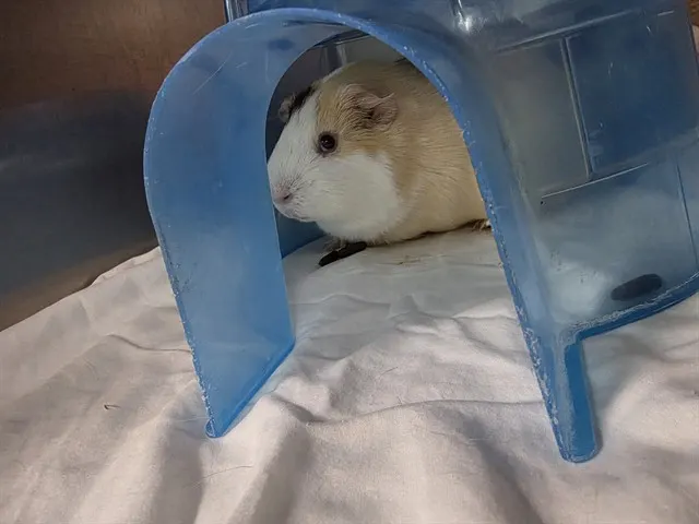 Klaus