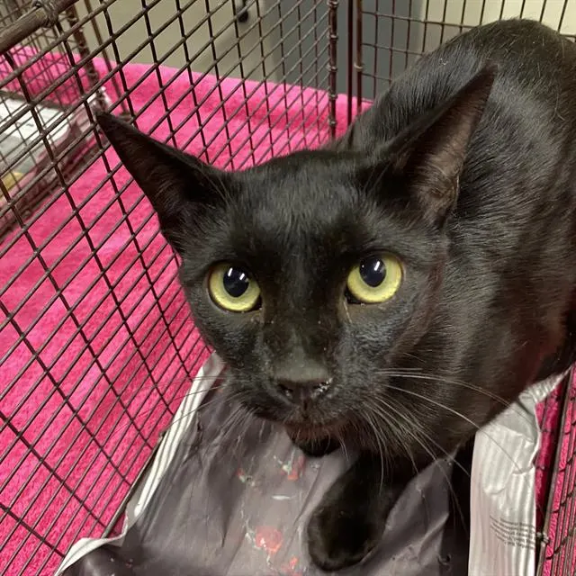 Adoptable Cat