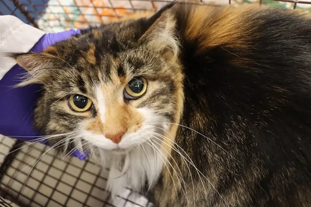 Adoptable Cat