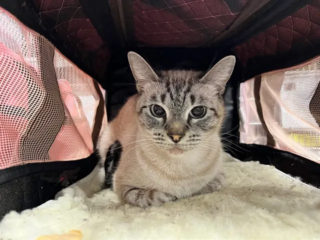 Gypsy