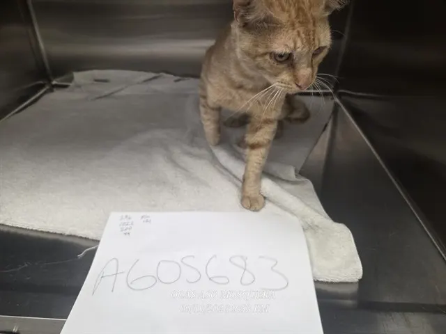 Adoptable Cat