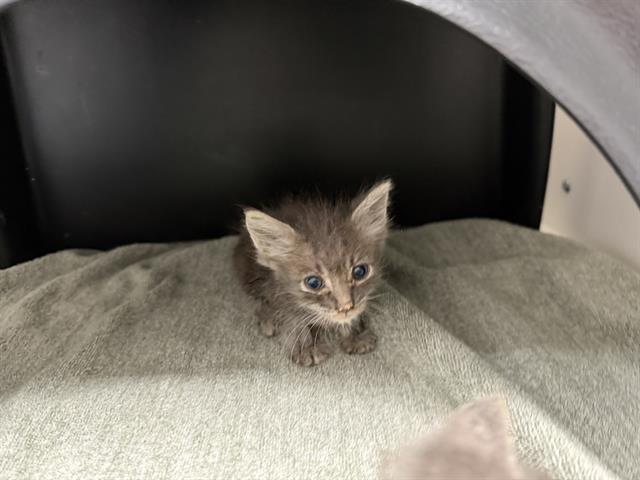 Michi - Adoption Pending