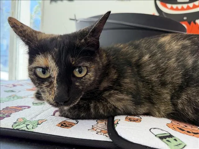 Adoptable Cat