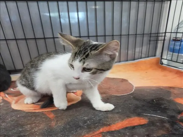 Adoptable Cat