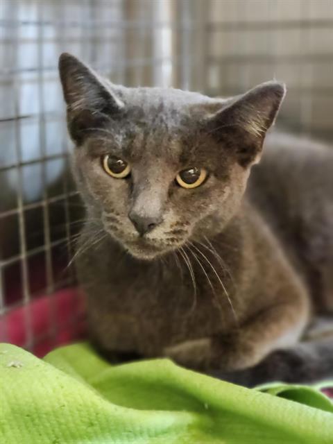 Adoptable Cat