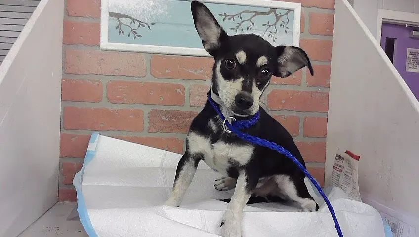 Adoptable Dog
