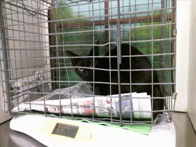 Adoptable Cat