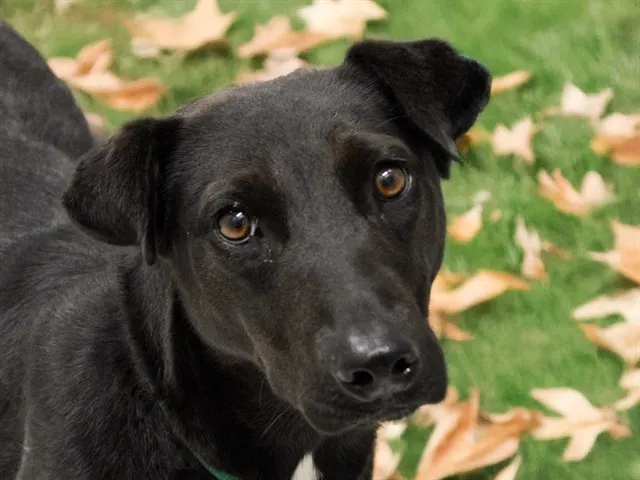 Xena