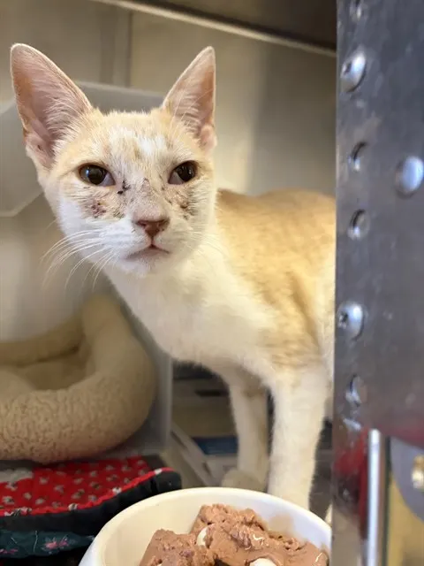 Adoptable Cat