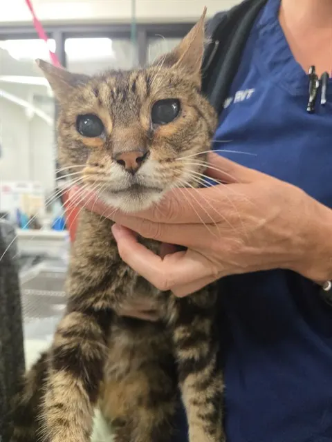 Adoptable Cat